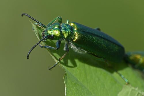 Lytta vesicatoria
